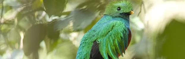 Resplendent Quetzal