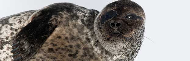 Ringed Seal