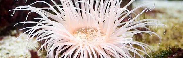 Sea Anemone
