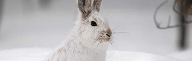 Snowshoe Hare