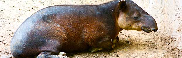 Tapir