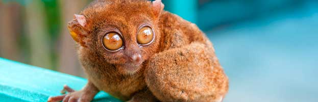 Tarsier