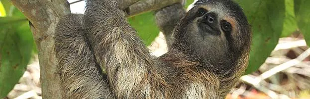 Three-Toed Sloth