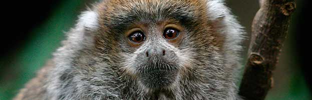 Titi Monkey Infant