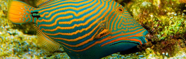 Triggerfish