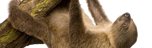 Two-Toed Sloth