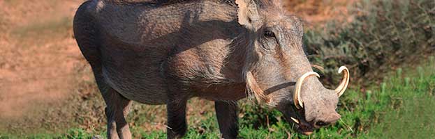 Warthog