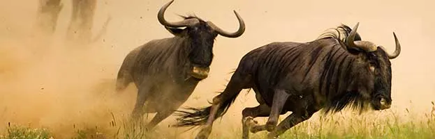 Wildebeest