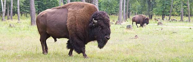 Wood Bison Wood Bison