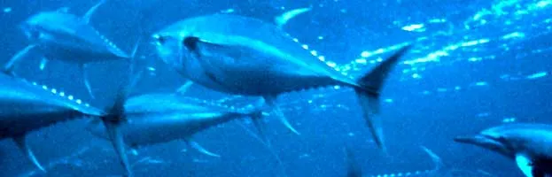 Yellowfin Tuna