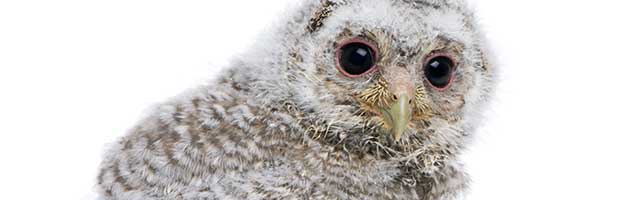 Young Little Owl