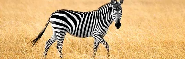 Zebra