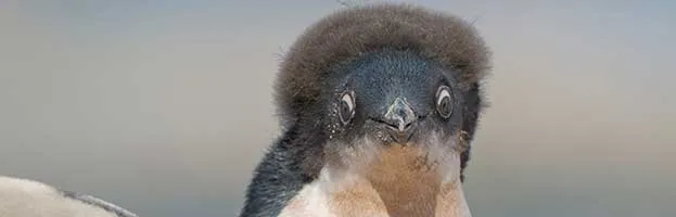 Adelie Penguin Chick