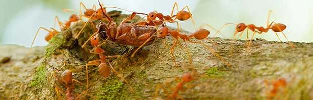 Ant