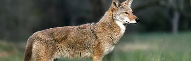 Coyote