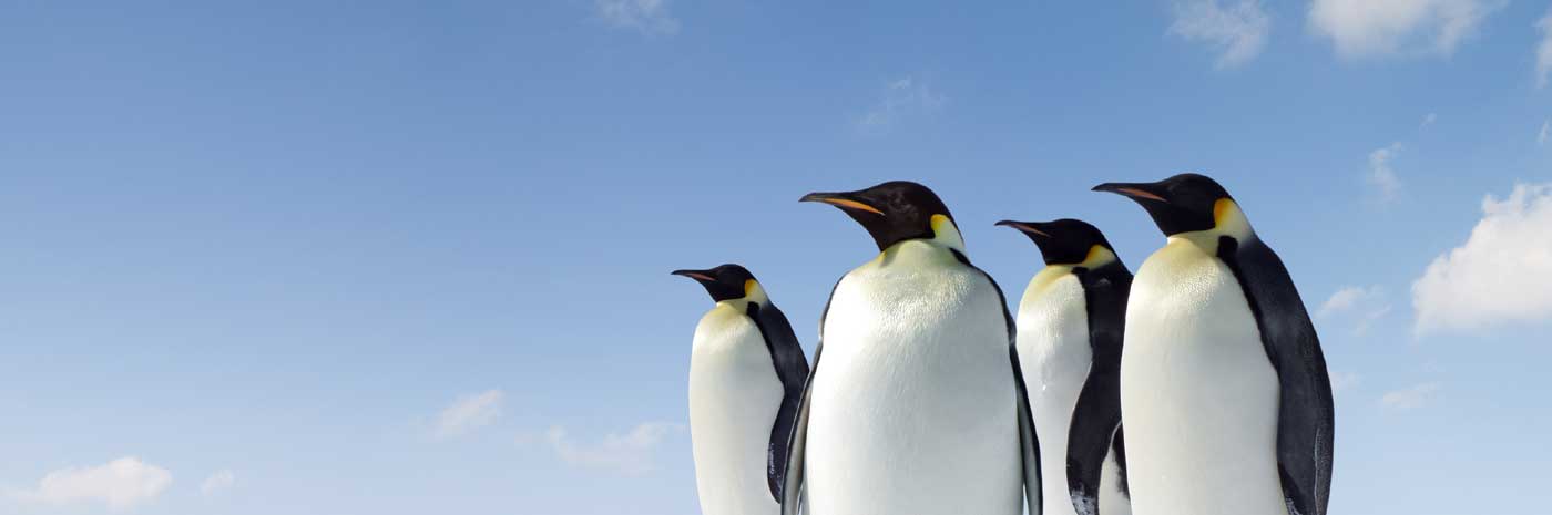 Penguins