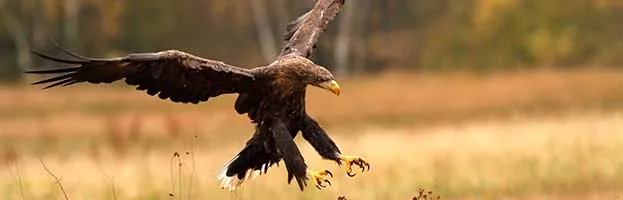 Golden Eagle