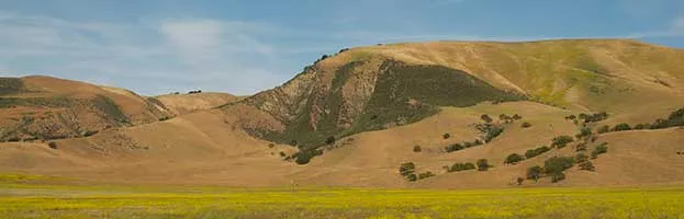 Grassland Biome