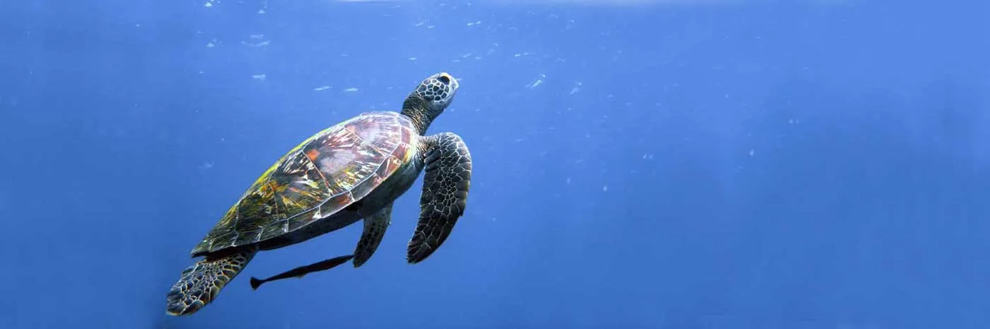 Sea Turtles