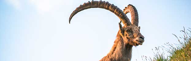 Ibex