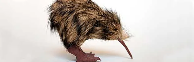 Kiwi Bird