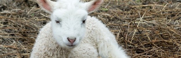 Lamb