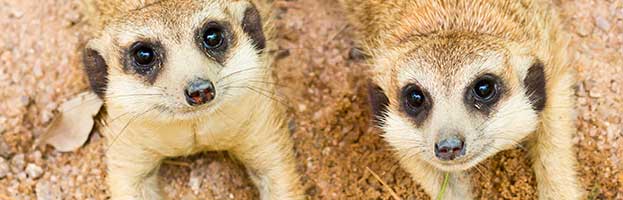 Meerkat