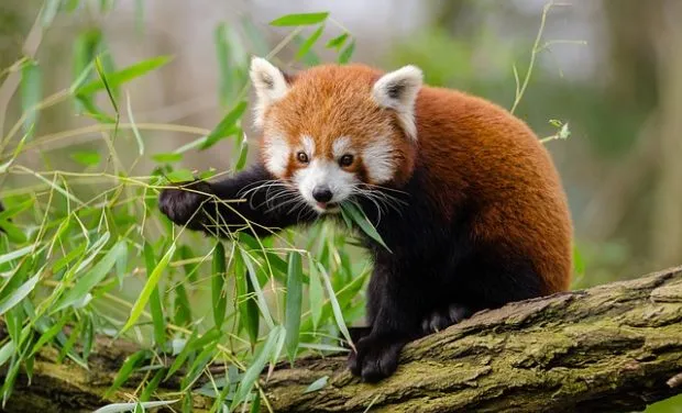 Red Panda Behavior