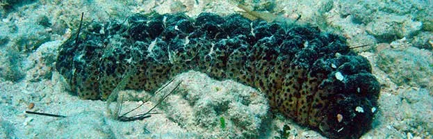 Sea Cucumber