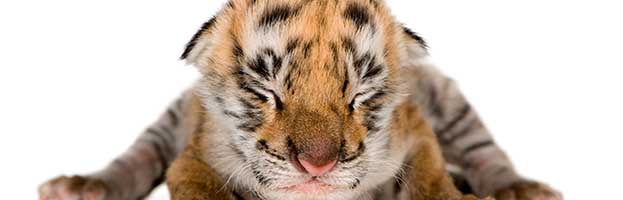Tiger Cub