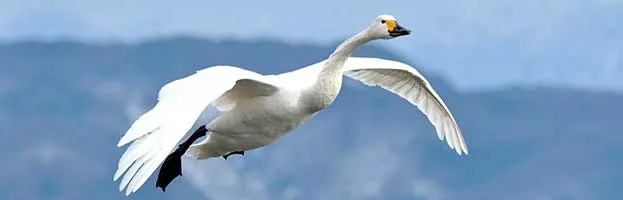 Tundra Swan
