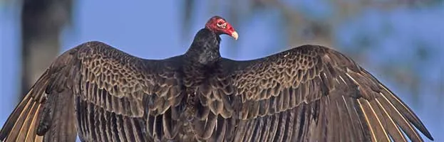 Turkey Vulture