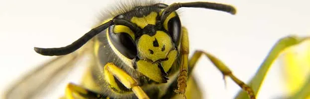 Wasp