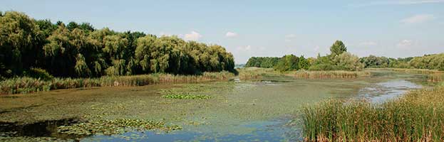 Wetland Biome