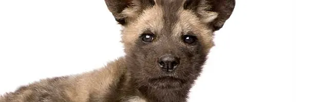 African Wild Dog Cub