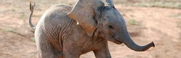 African Elephant Calf