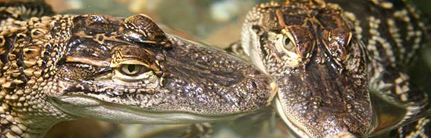 Alligator Hatchling