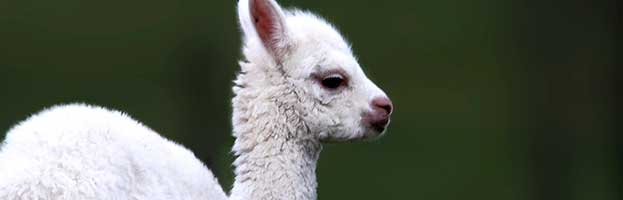 Alpaca Cria