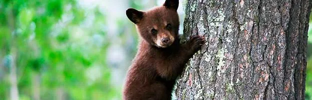 Black Bear Cub