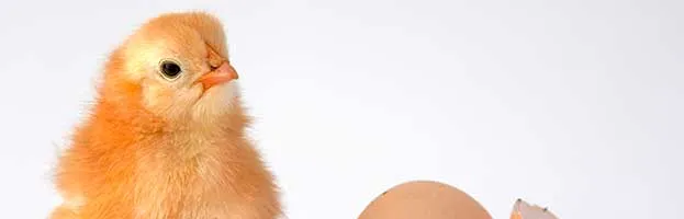 Chick