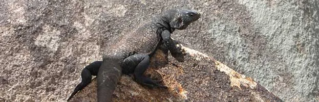 Chuckwalla