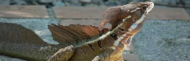 Common Basilisk