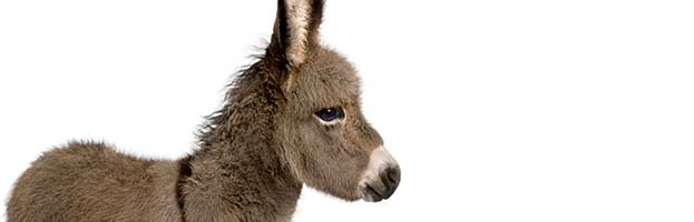 Donkey Foal