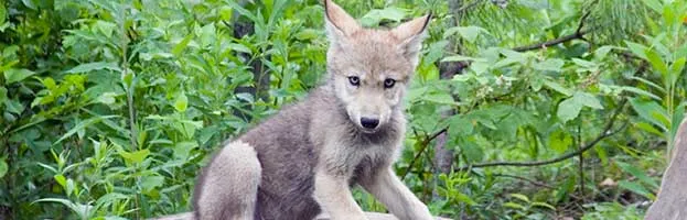 Eurasian Wolf Cub