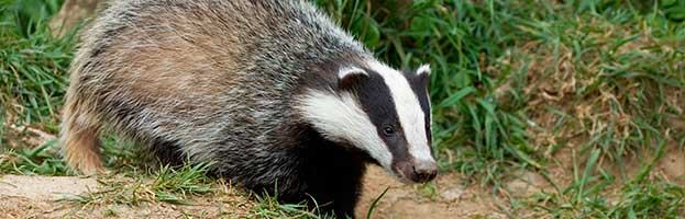 European Badger Cub