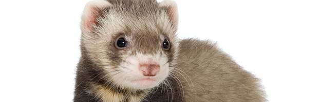 Ferret Kit