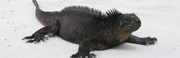Galapagos Marine Iguana
