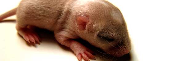 Gerbil Pup