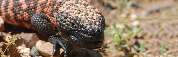Gila Monster