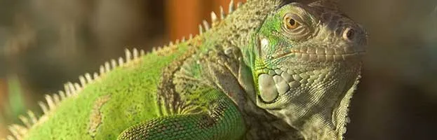 Green Iguana